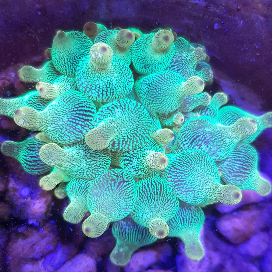 Anemonen
