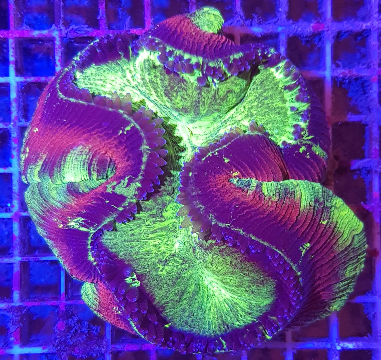 LPS Korallen unter Blaulicht mit Filter