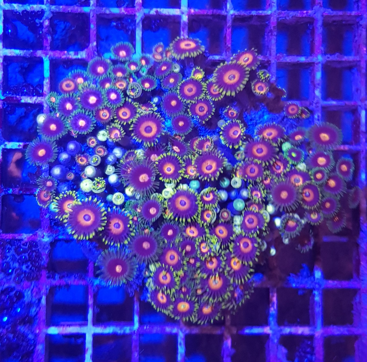 Softkorallen unter Blaulicht mit Filter
