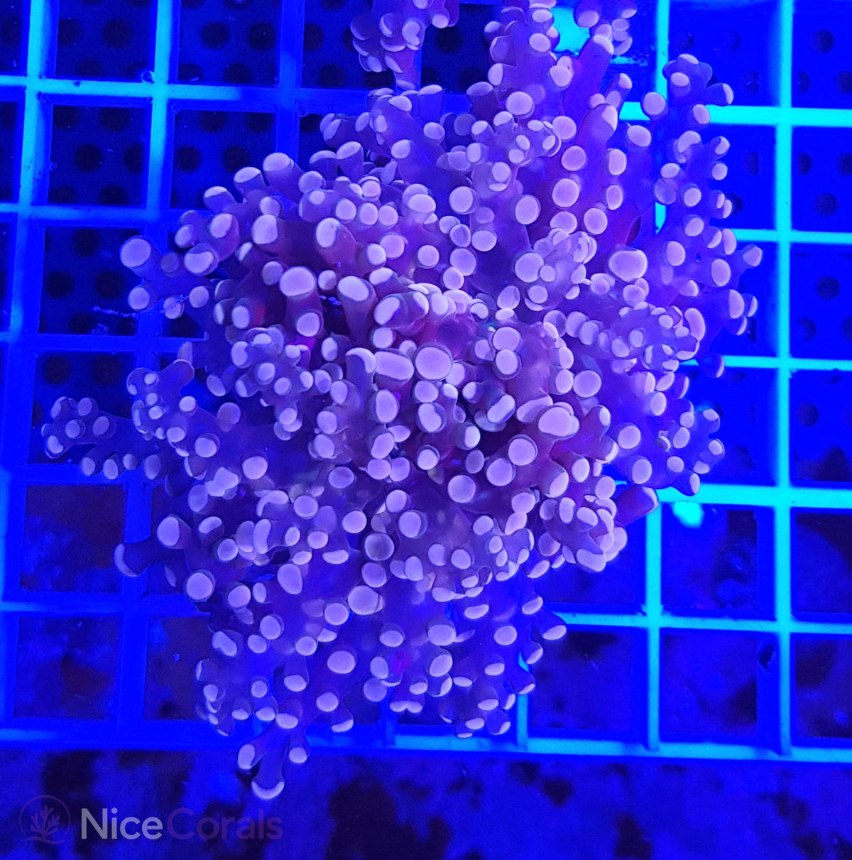 Euphyllia paradivisa