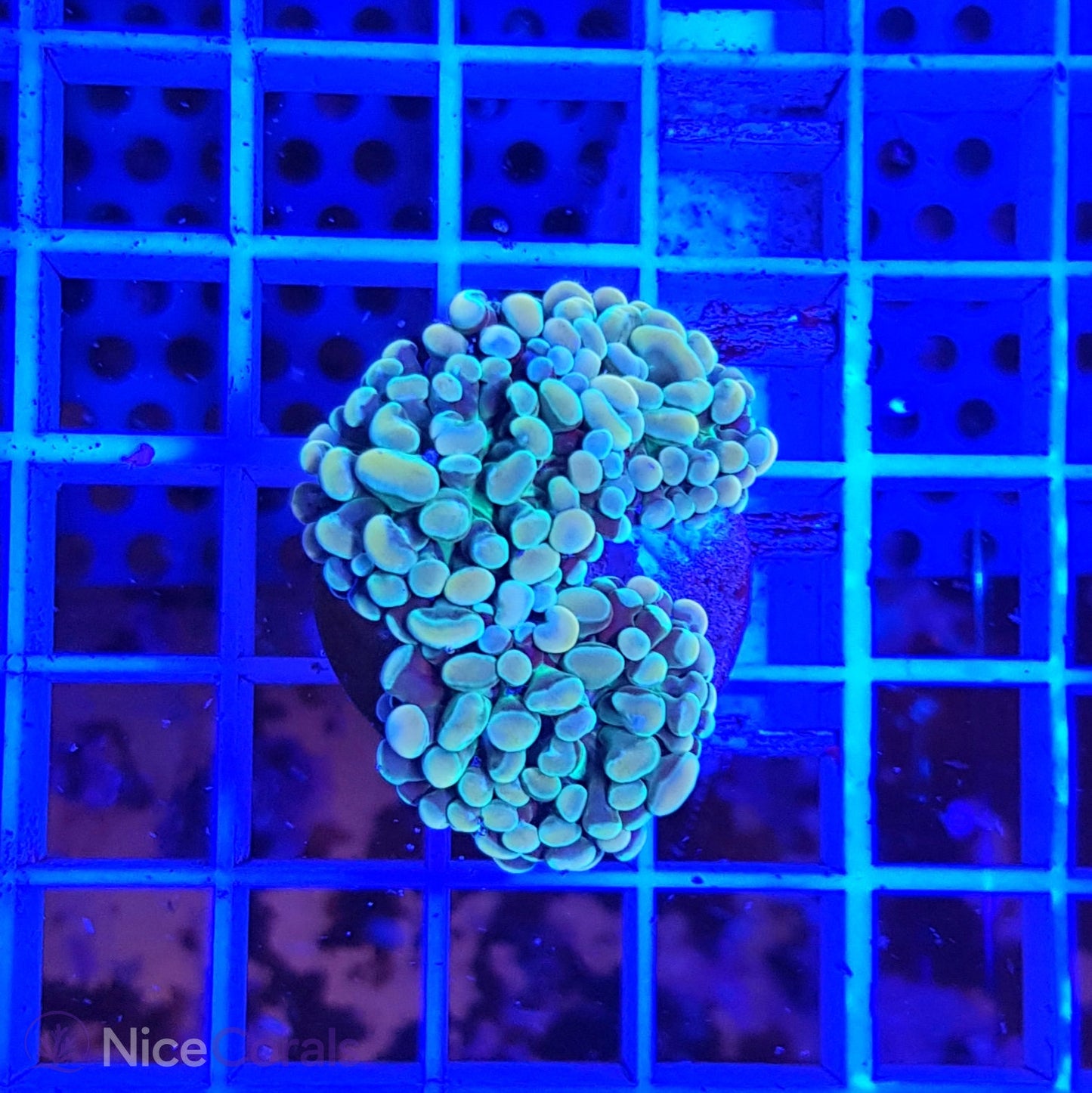 Euphyllia paraancora