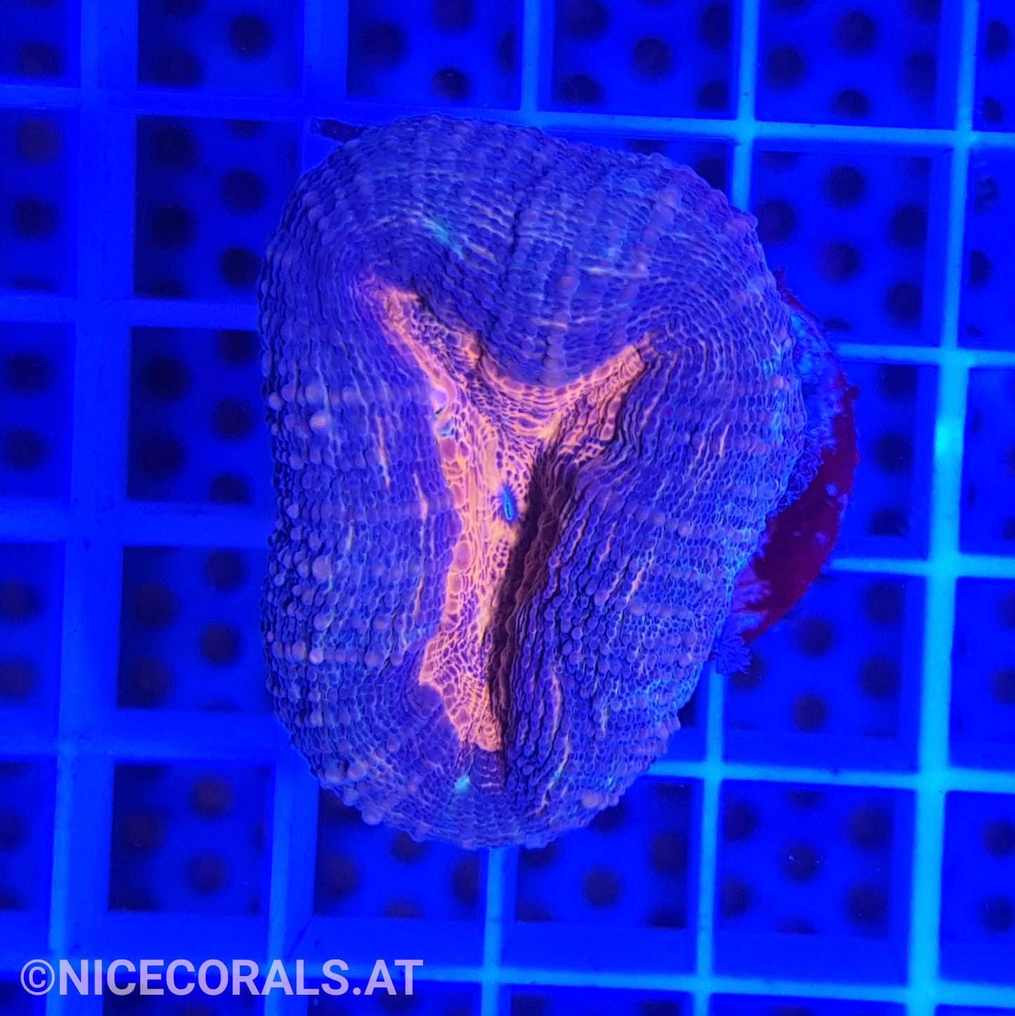 Lobophyllia