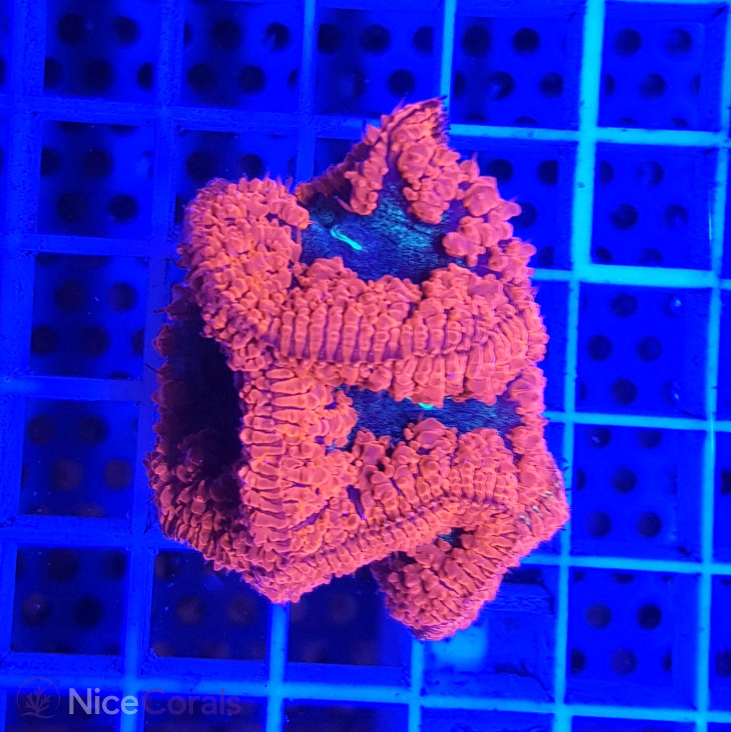 Blastomussa