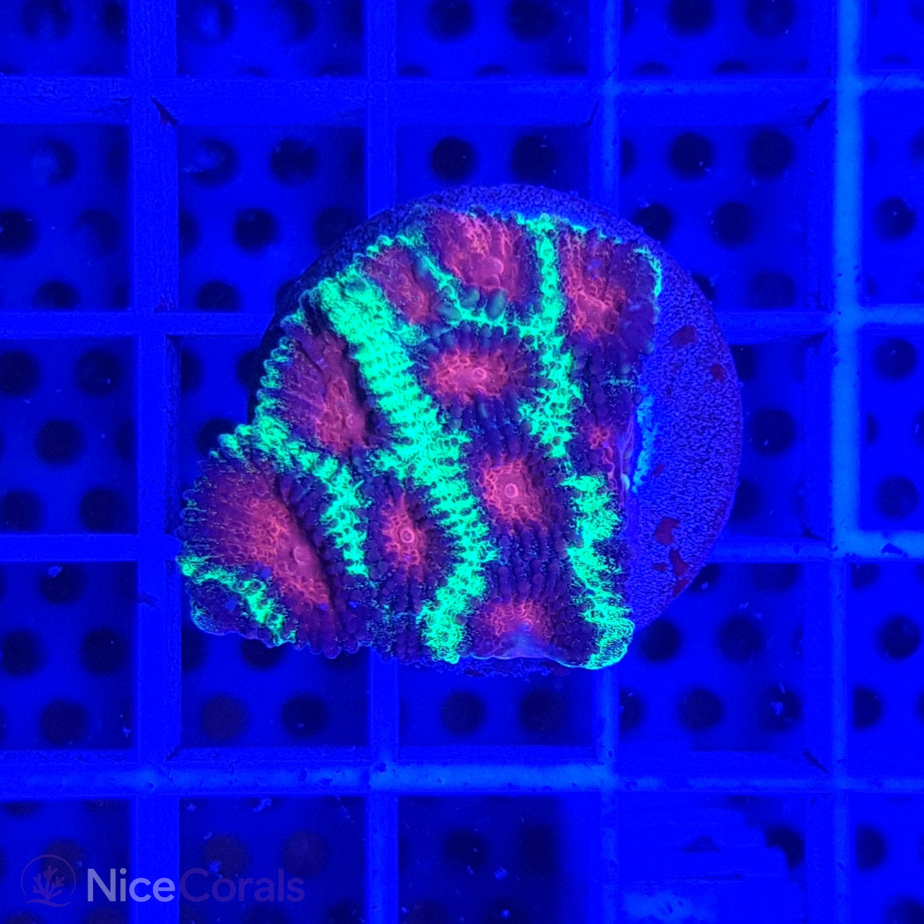 Favia