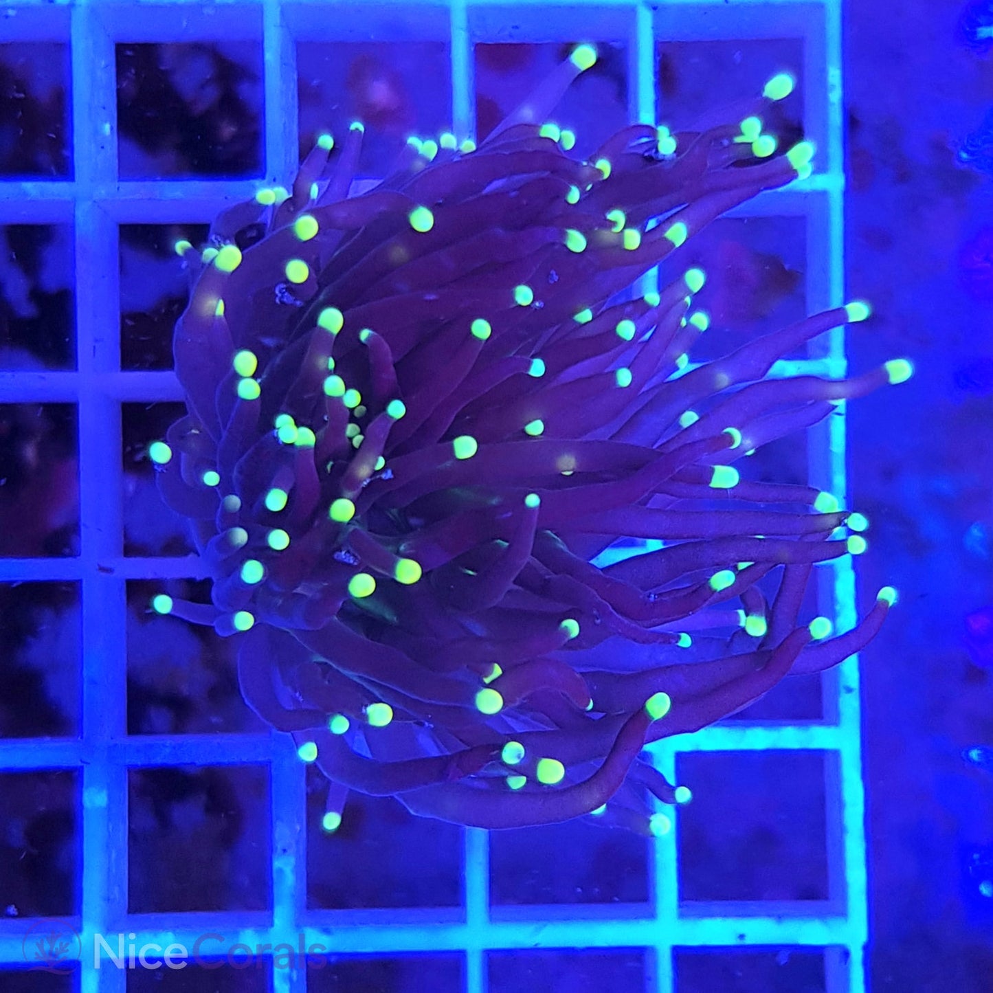 Euphyllia Black Torch