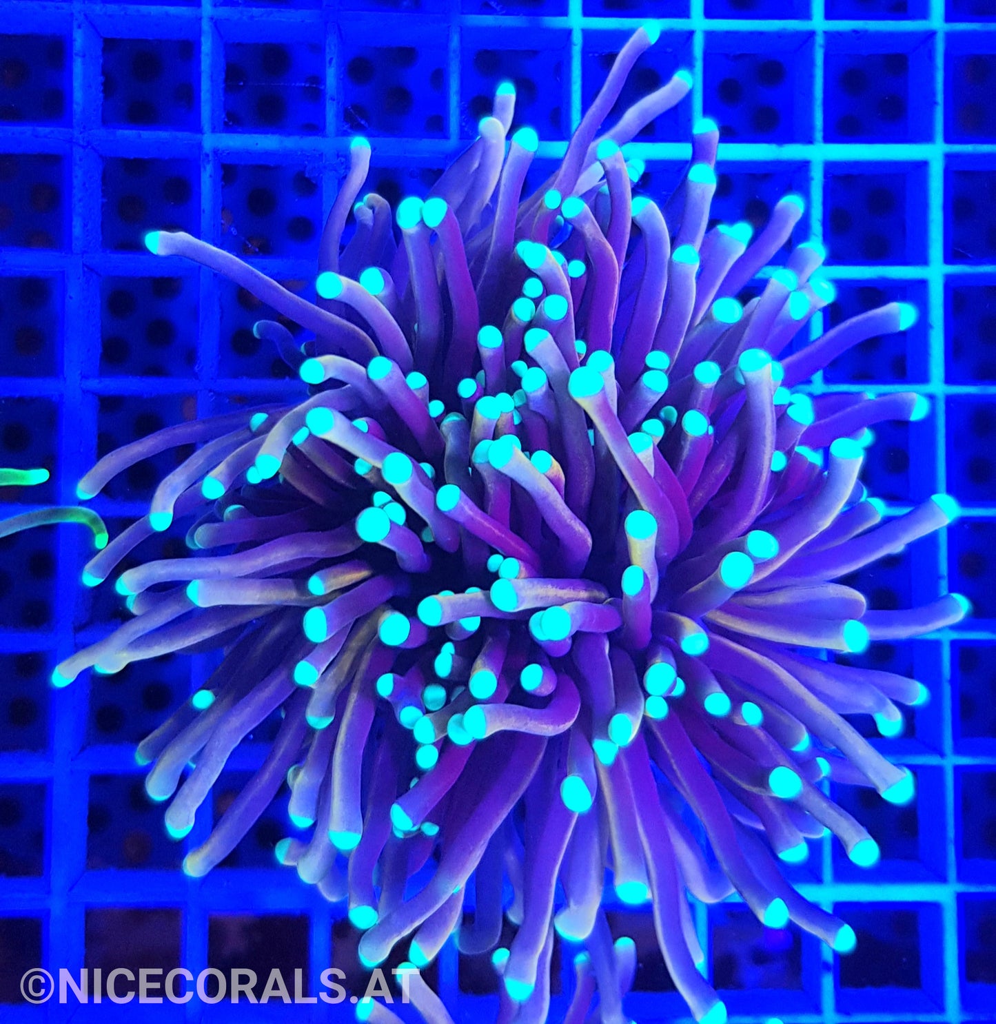 Euphyllia Indo Gold Torch