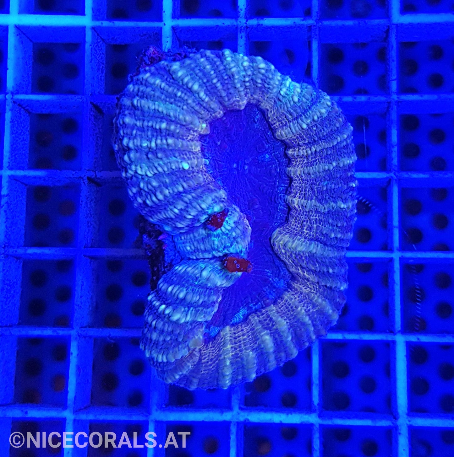 Lobophyllia