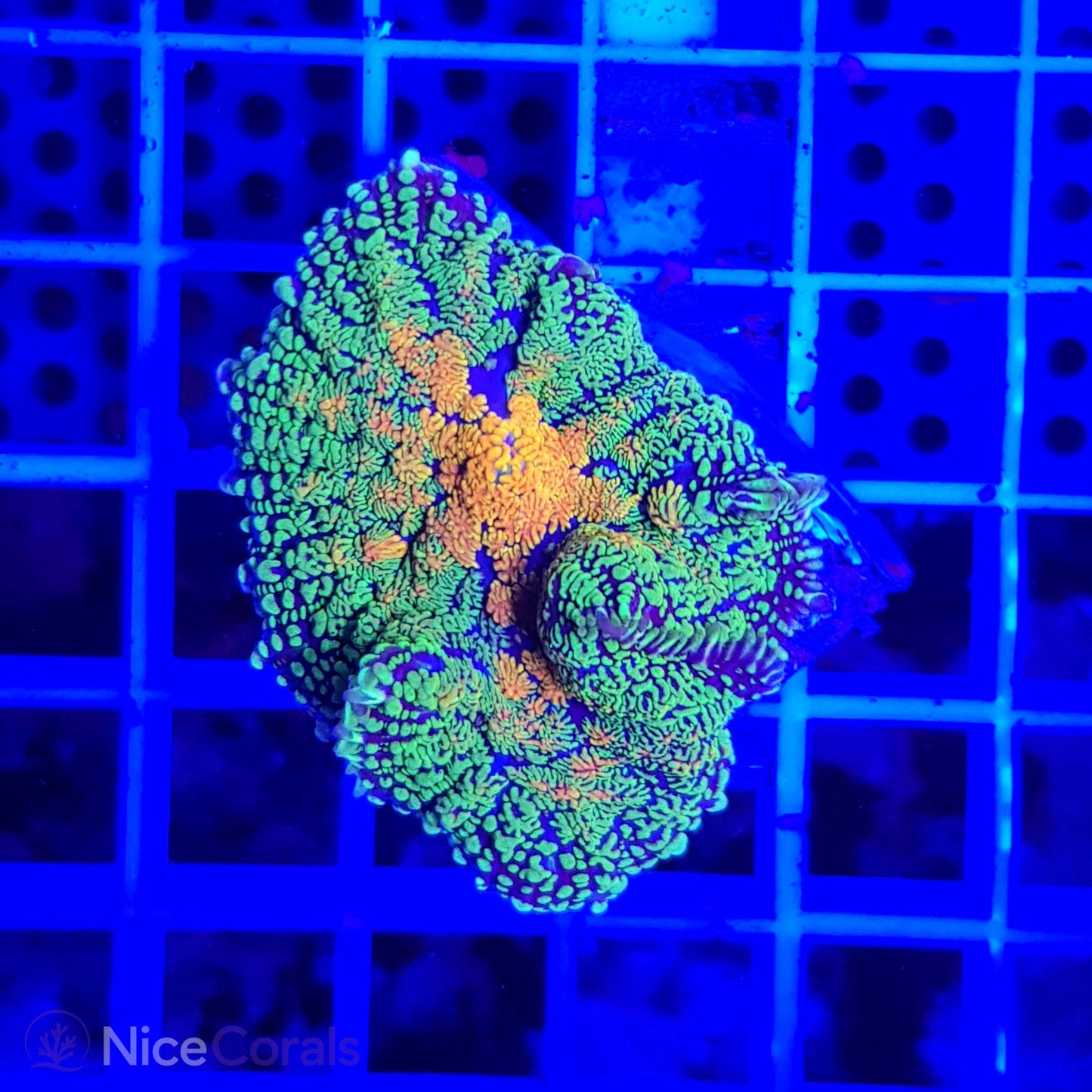 Rhodactis