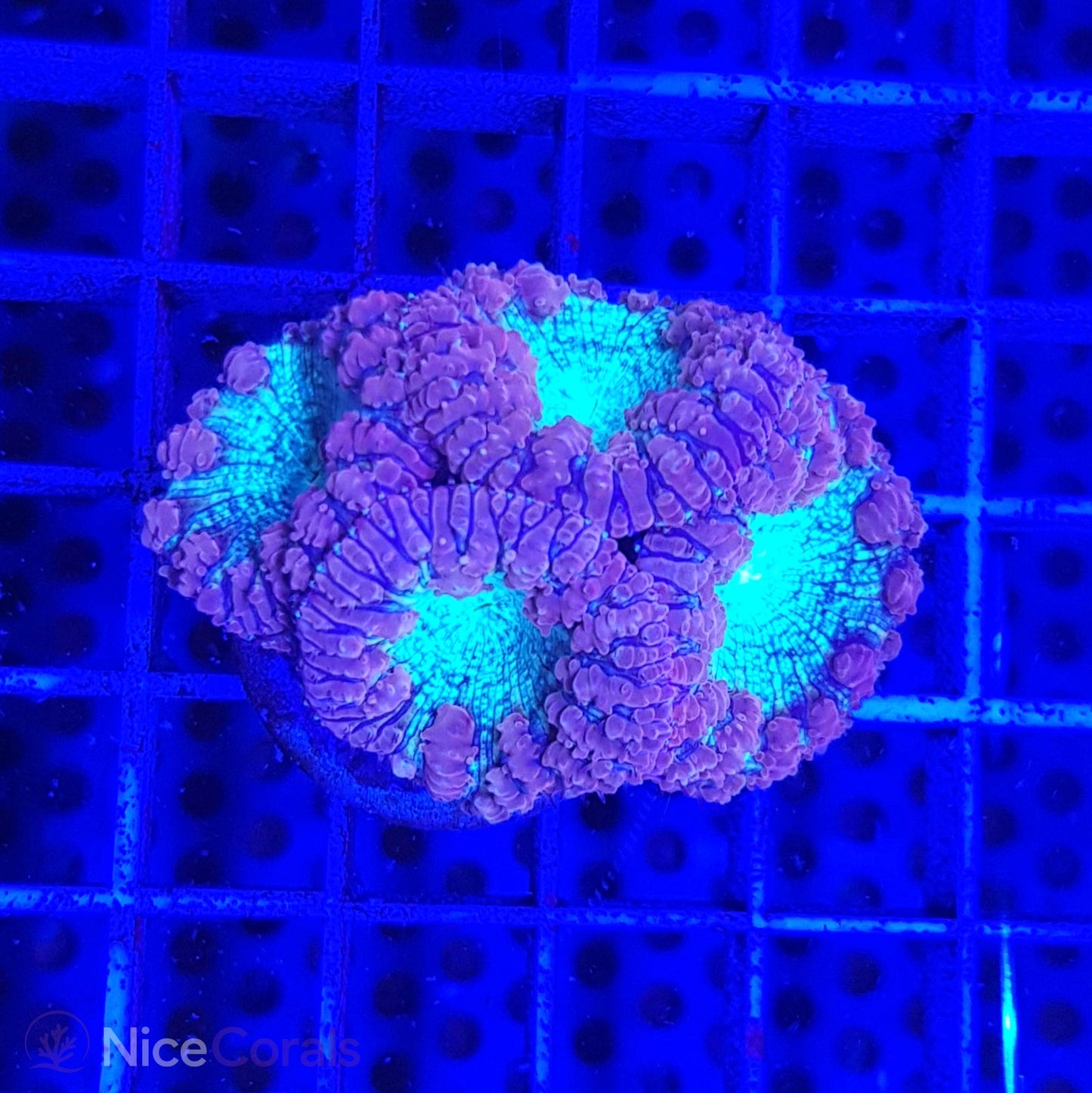 Blastomussa