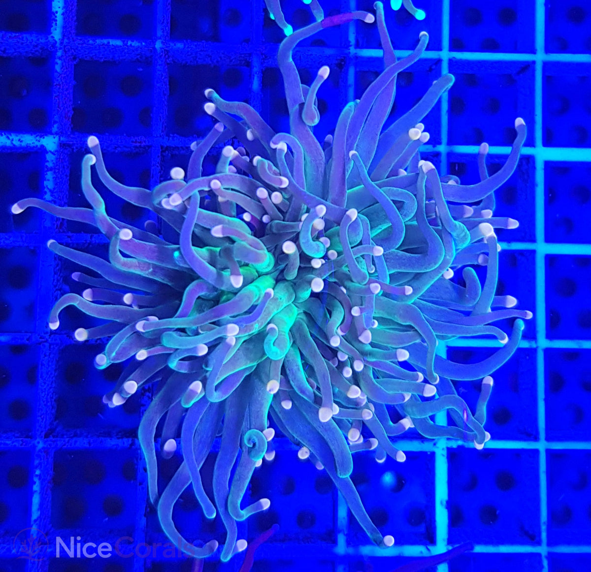 Euphyllia Torch