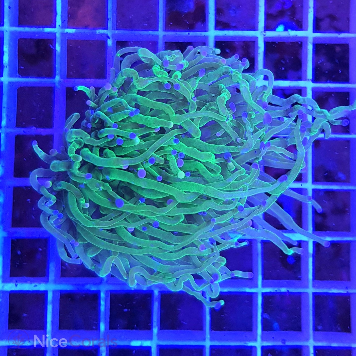 Euphyllia Torch