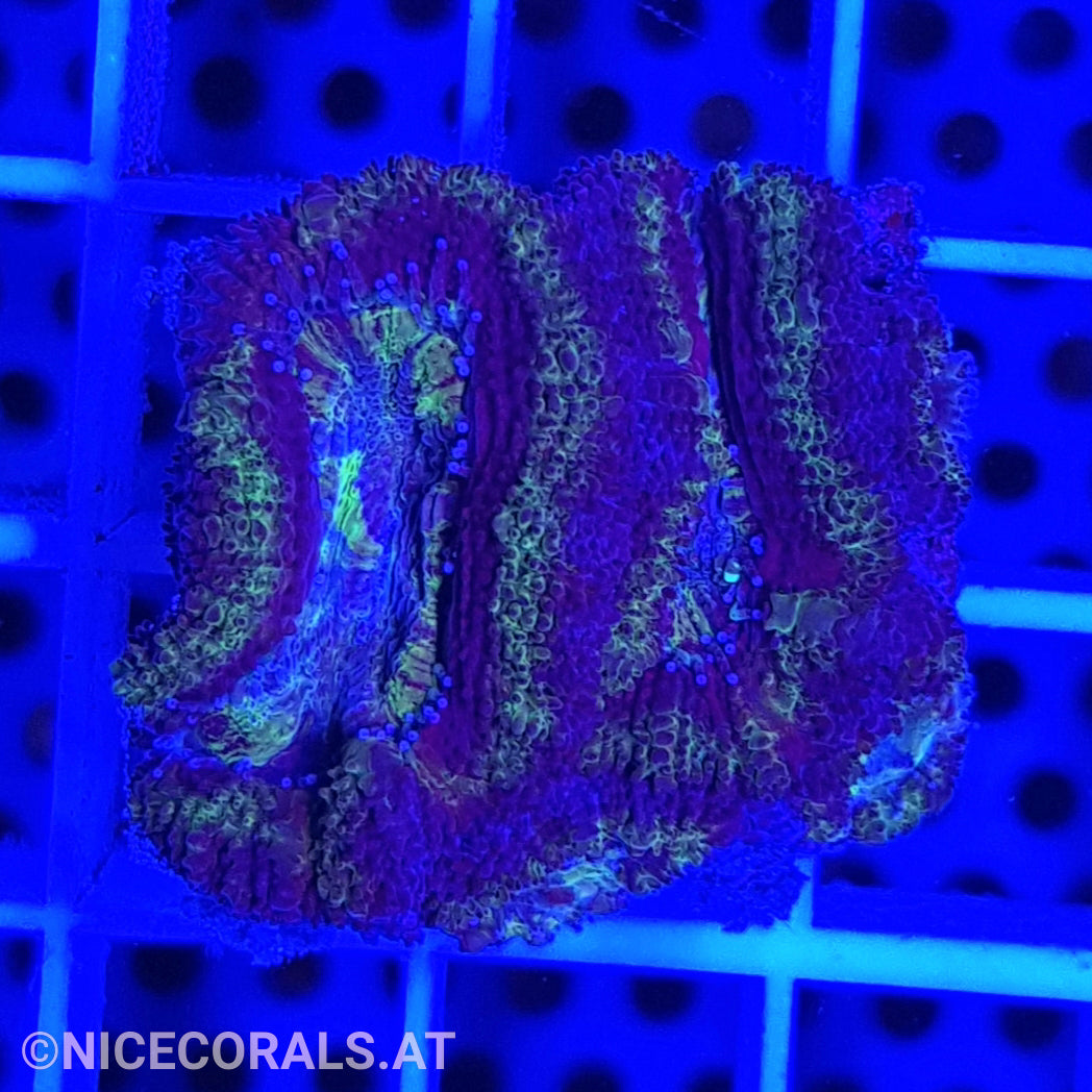 Acanthastrea