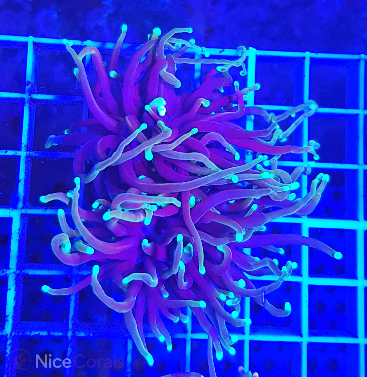 Euphyllia Torch