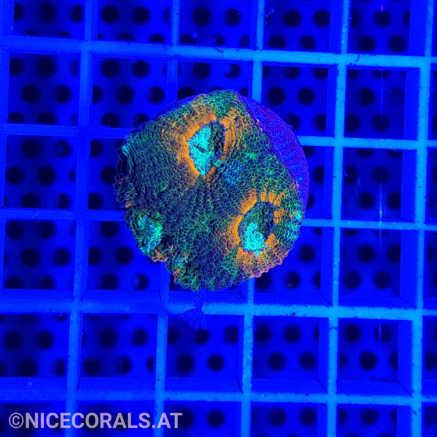 Acanthastrea echinata
