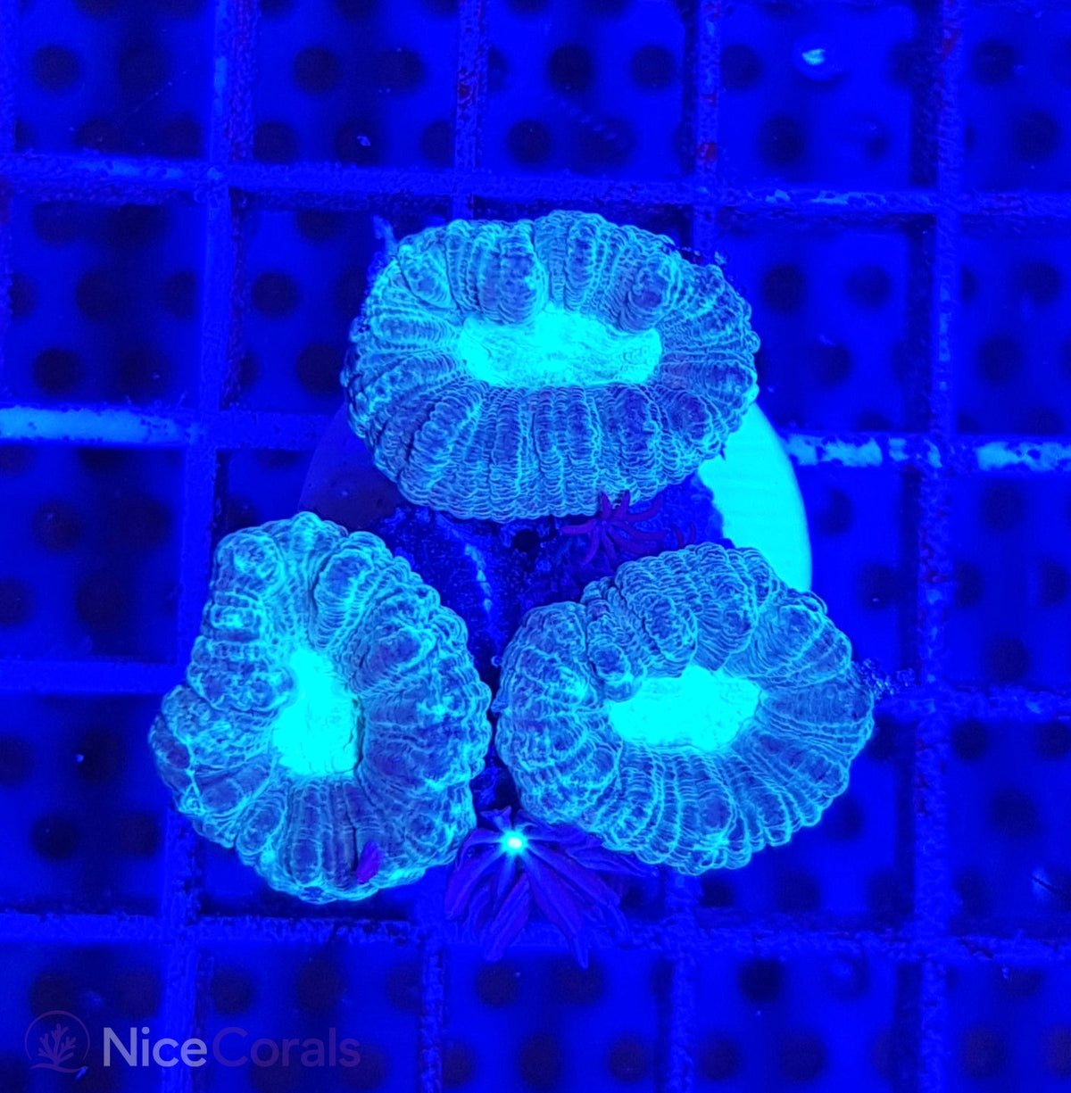 Caulastrea