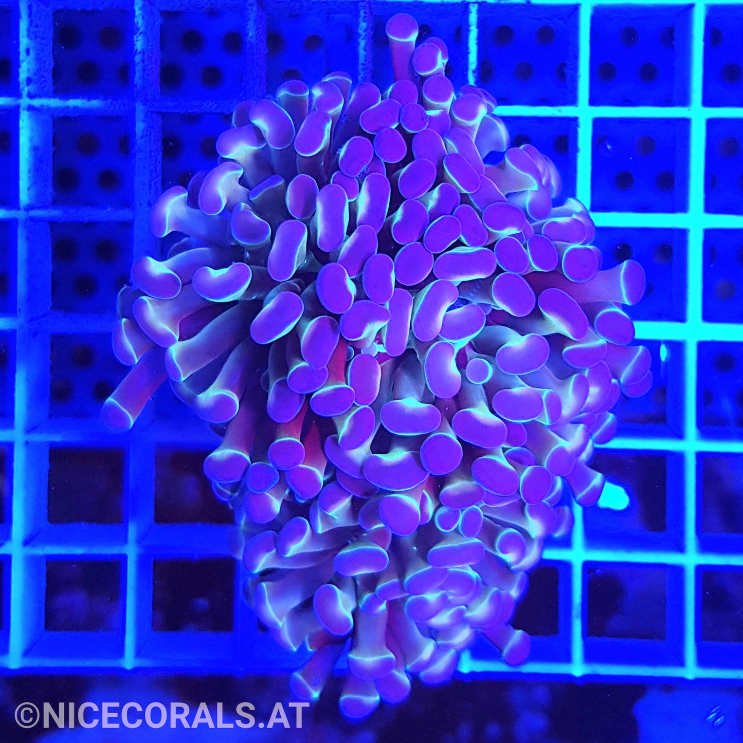 Euphyllia Paraancora