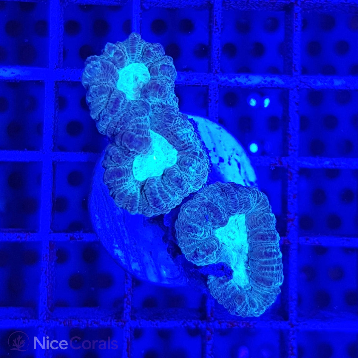 Caulastrea