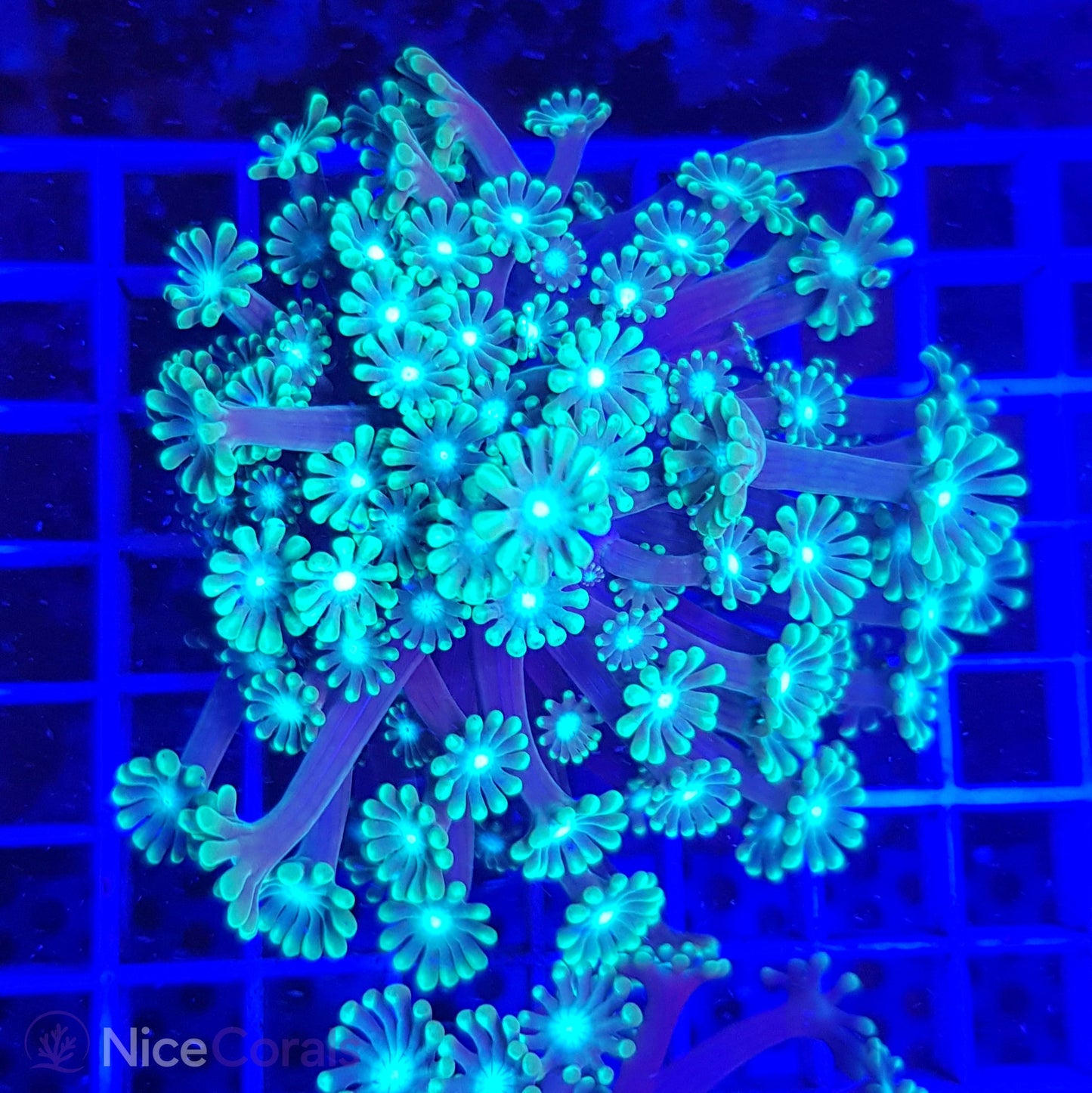 Alveopora