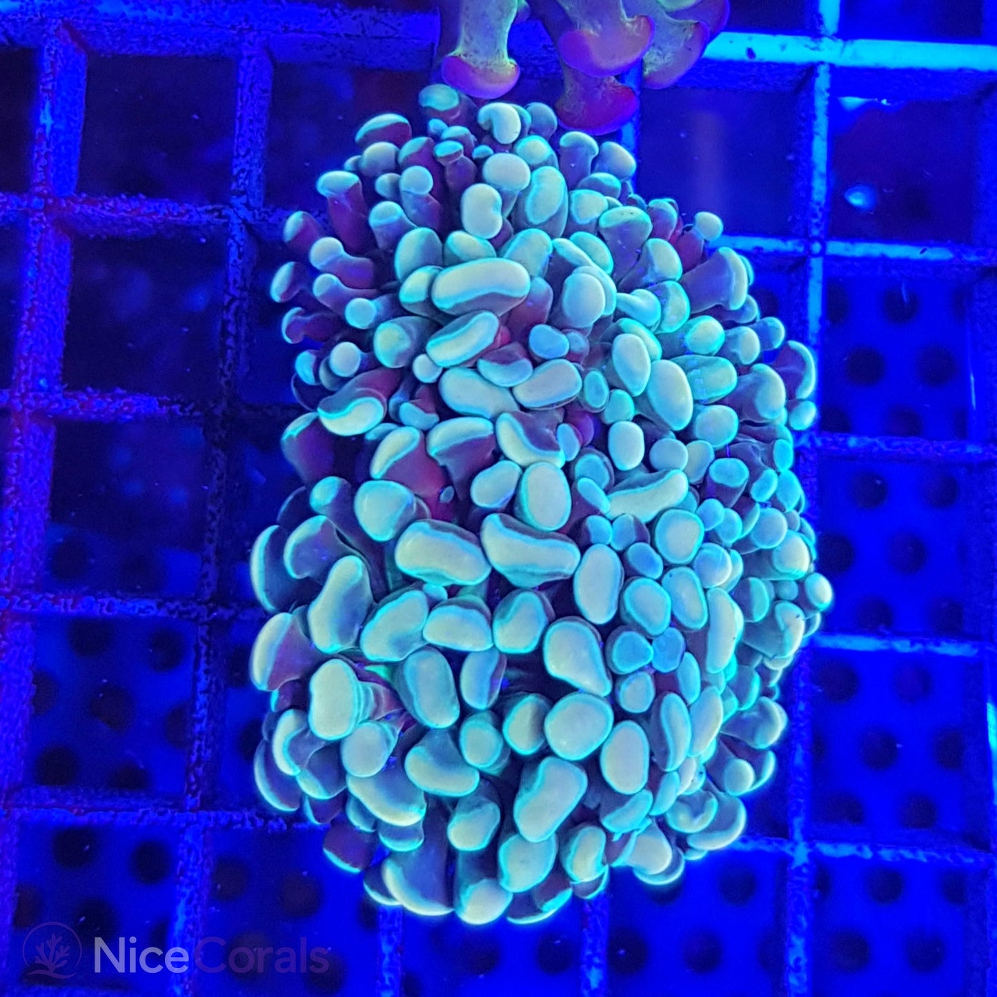 Euphyllia Paraancora Golden Nugget