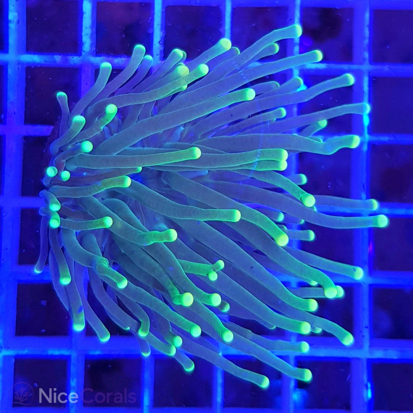 Euphyllia Torch