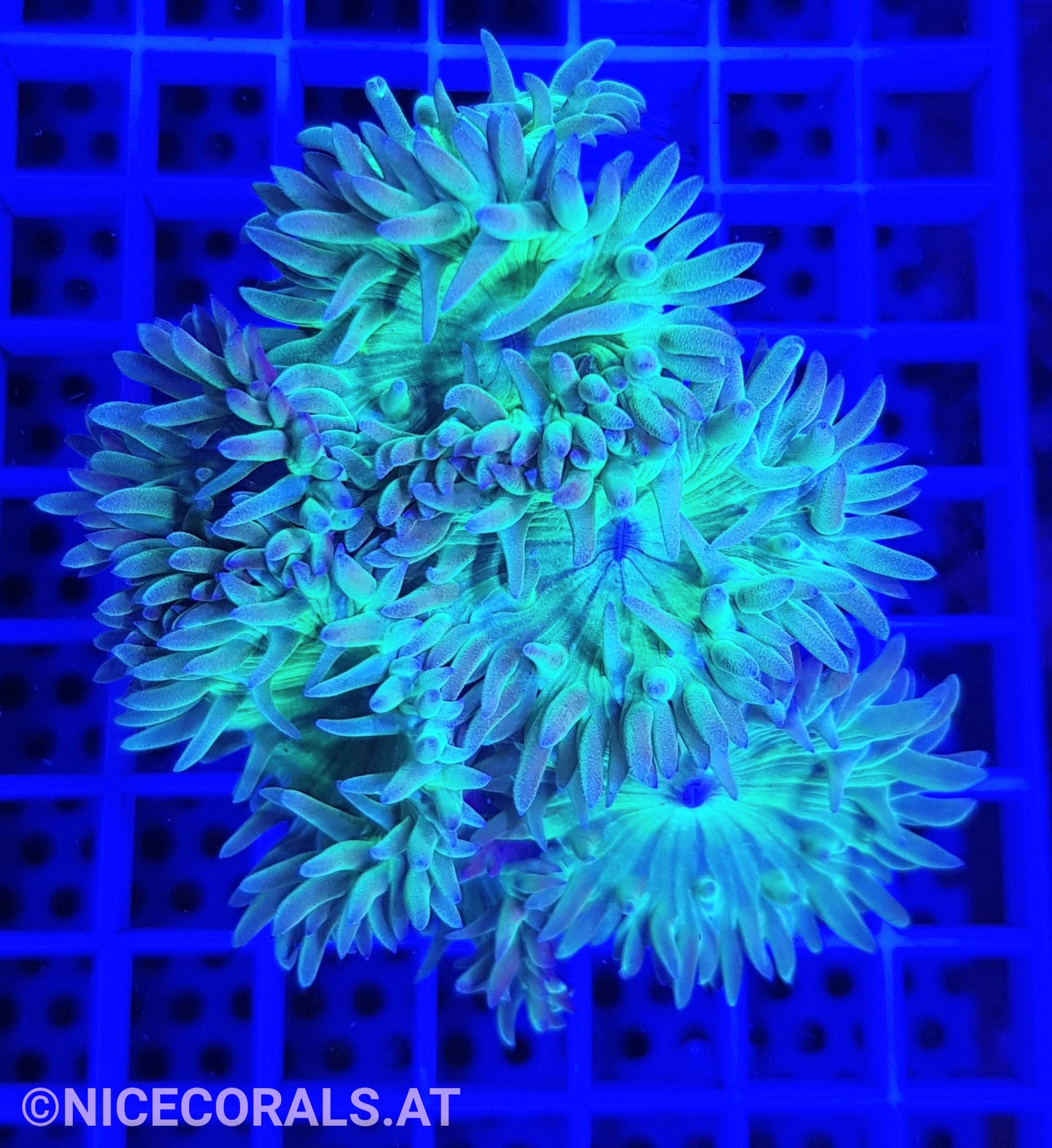 Duncanopsammia