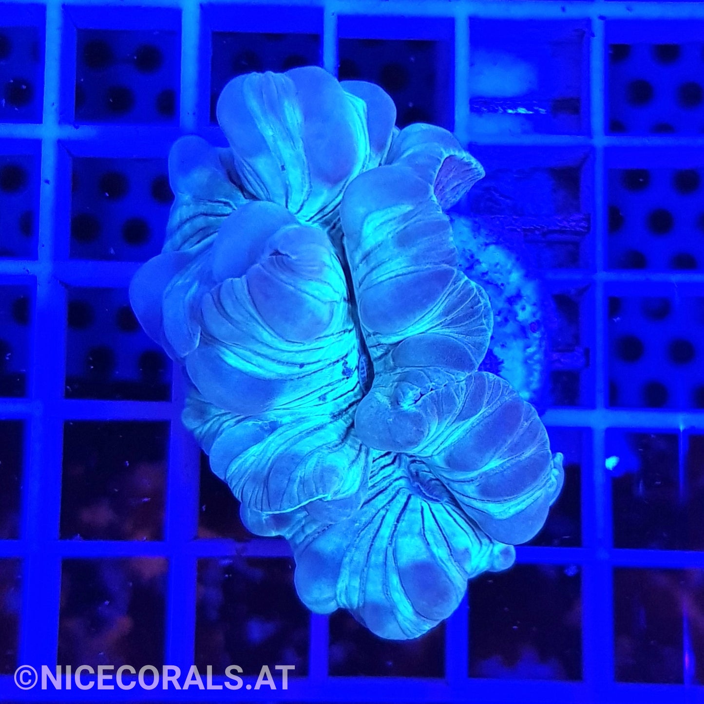 Nemenzophyllia