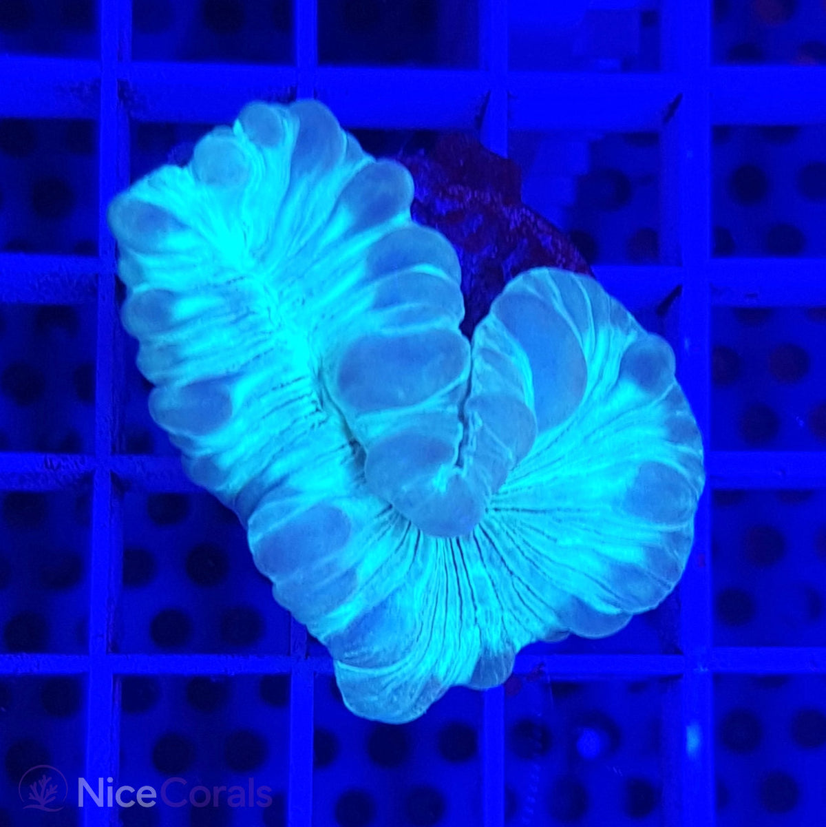 Nemenzophyllia