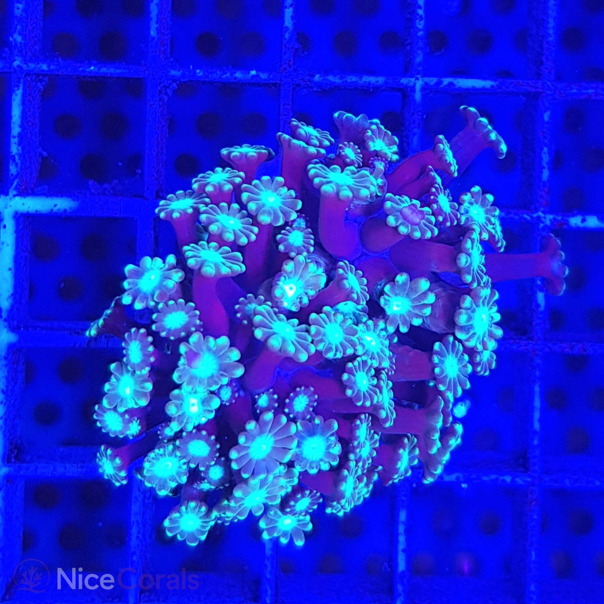 Alveopora
