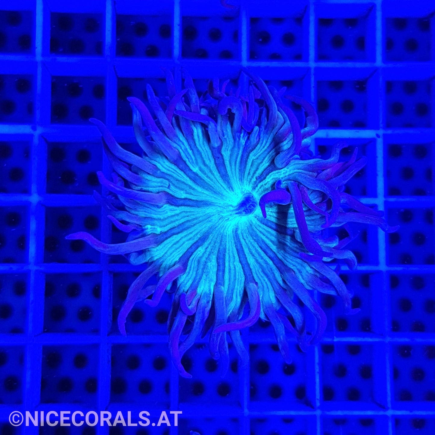 Duncanopsammia