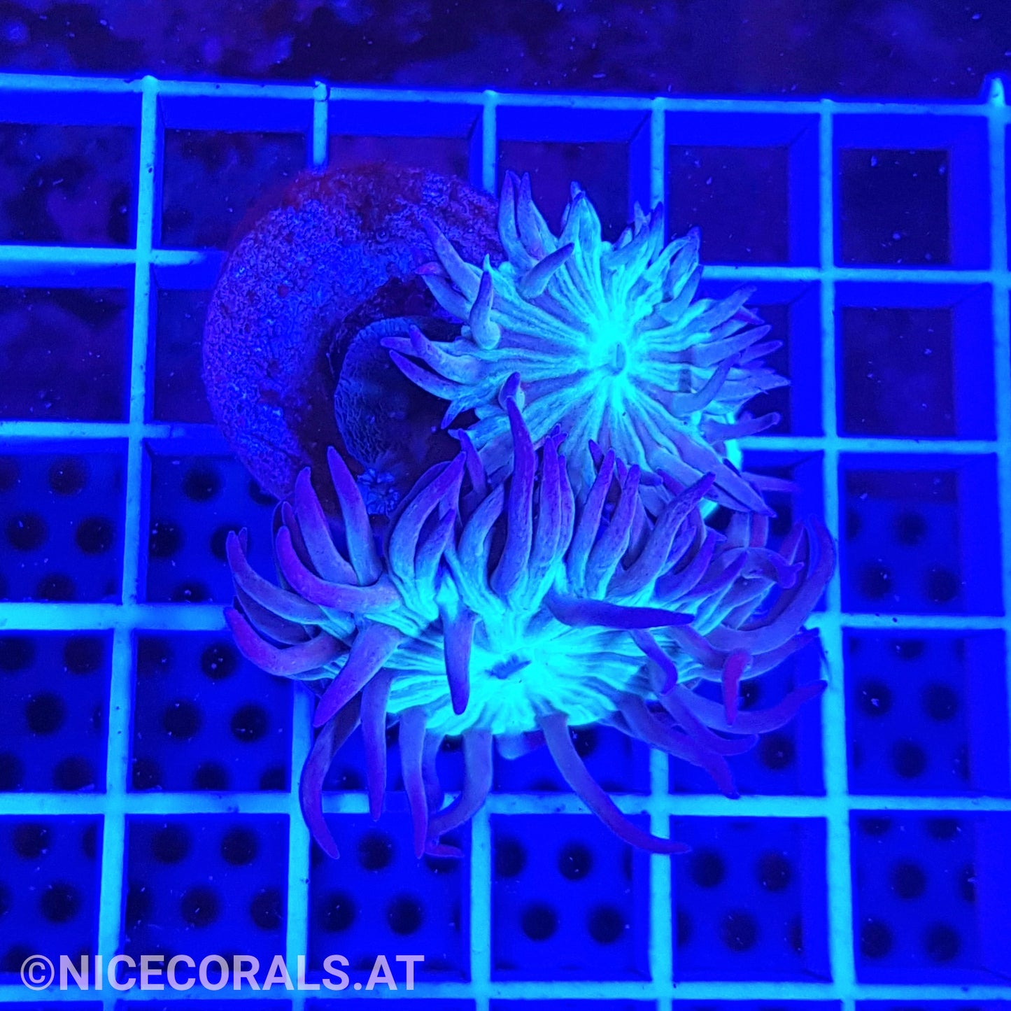 Duncanopsammia