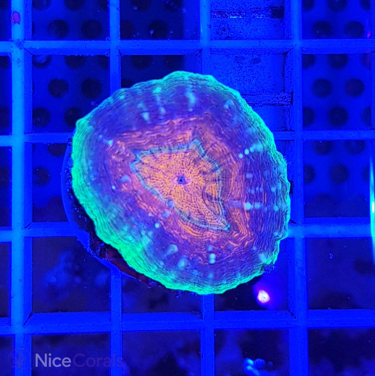 Lobophyllia