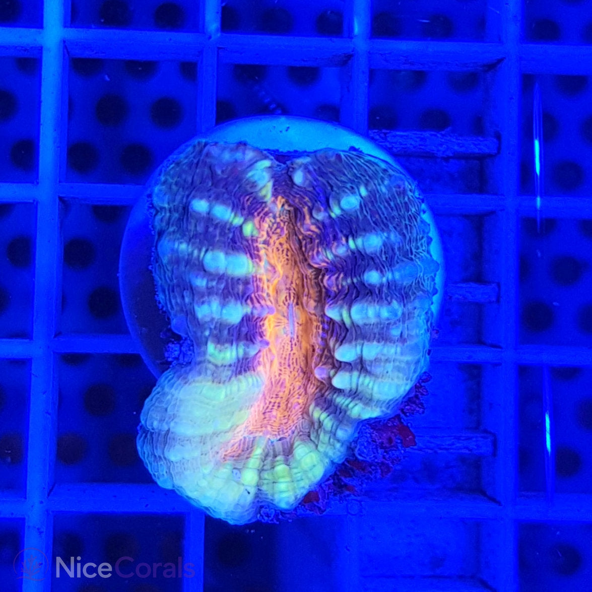 Lobophyllia