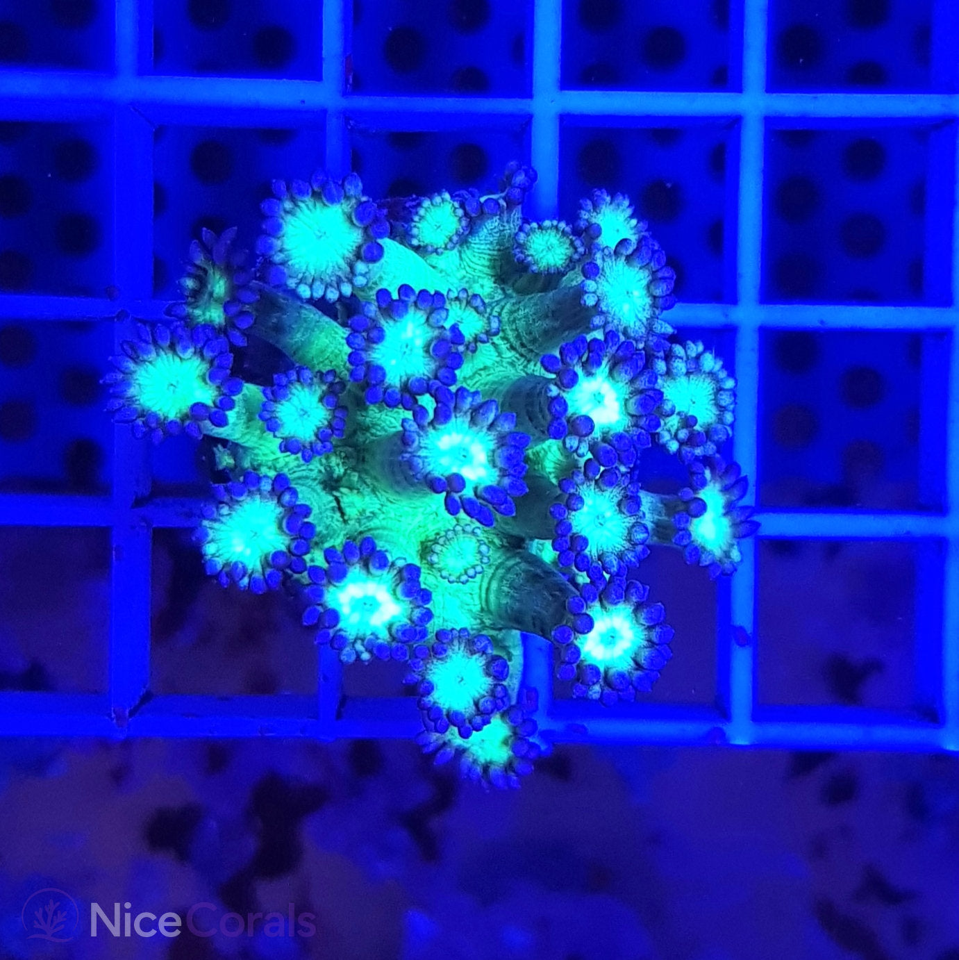 Goniopora