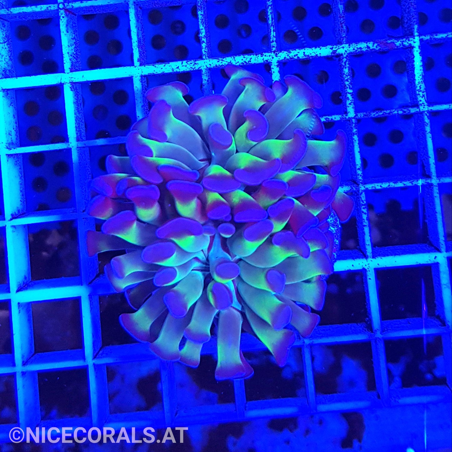 Euphyllia Paraancora