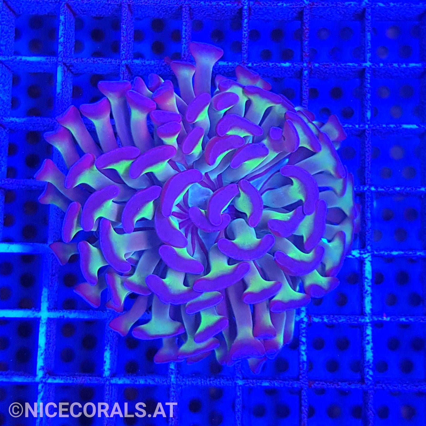 Euphyllia Paraancora