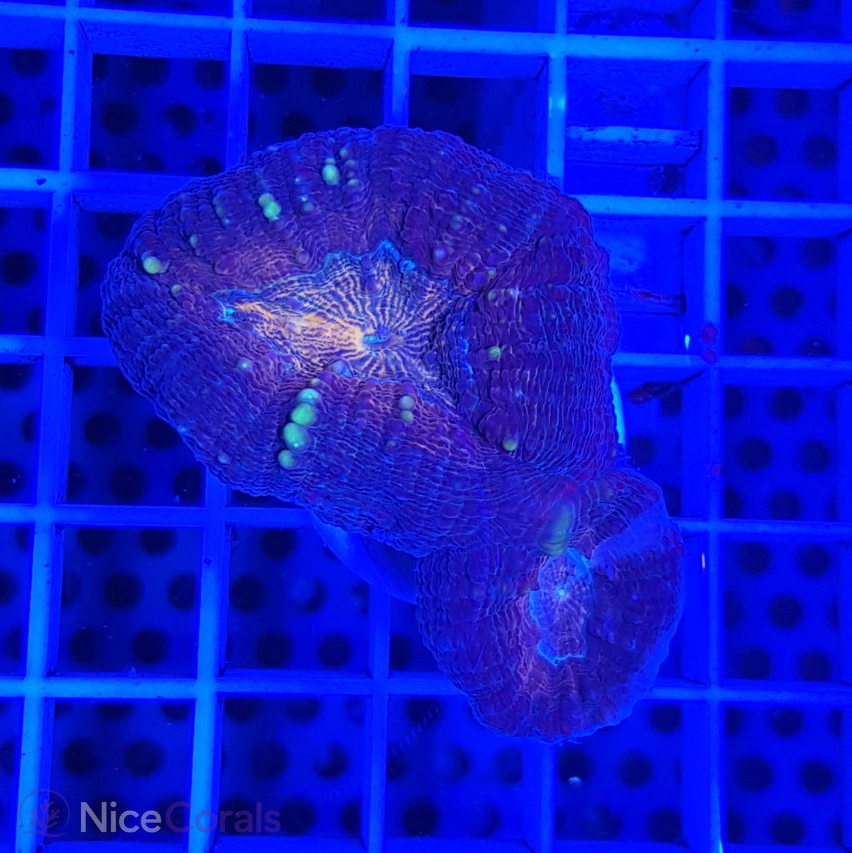 Lobophyllia