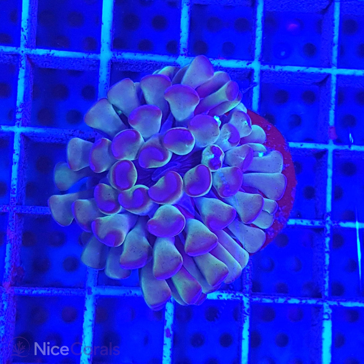 Euphyllia paraancora