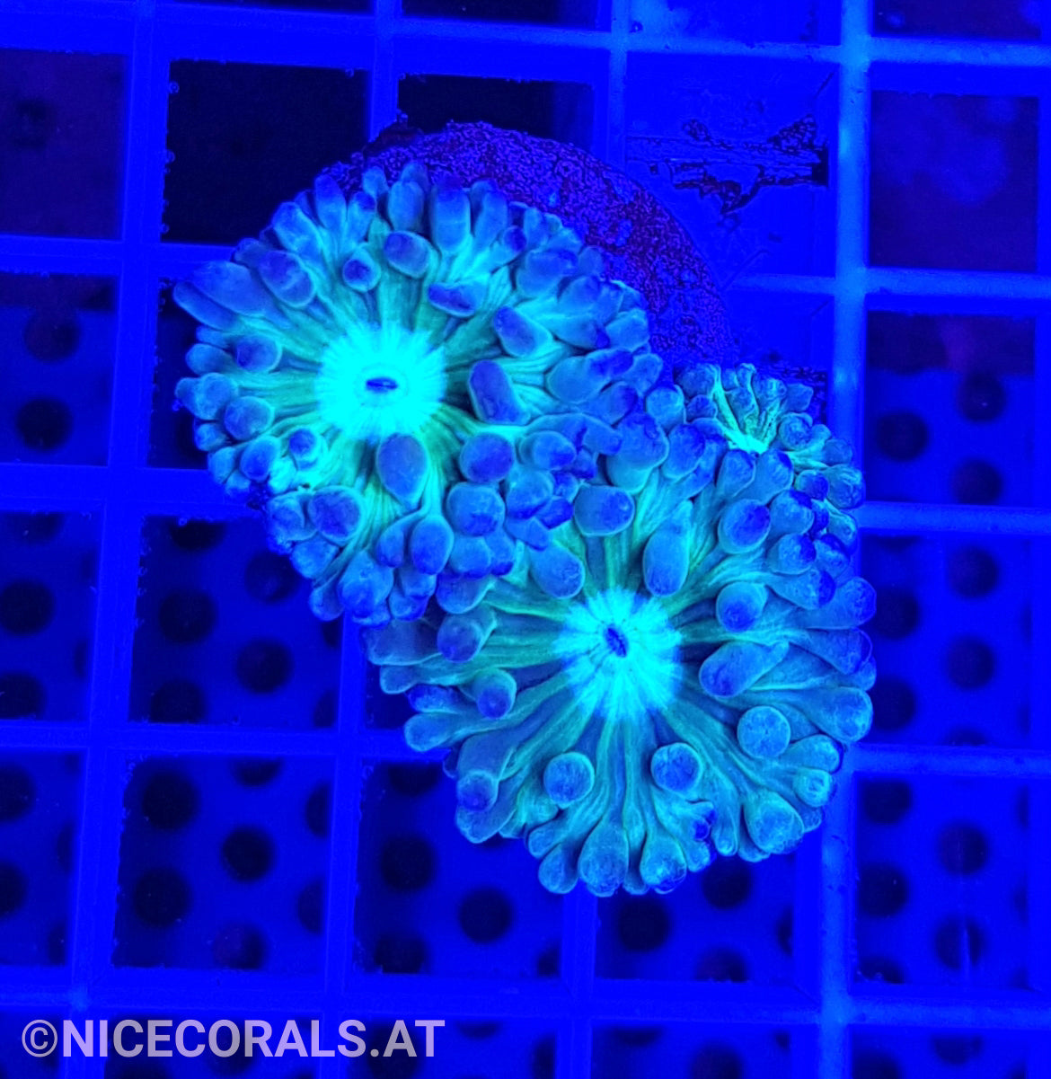 Duncanopsammia axifuga