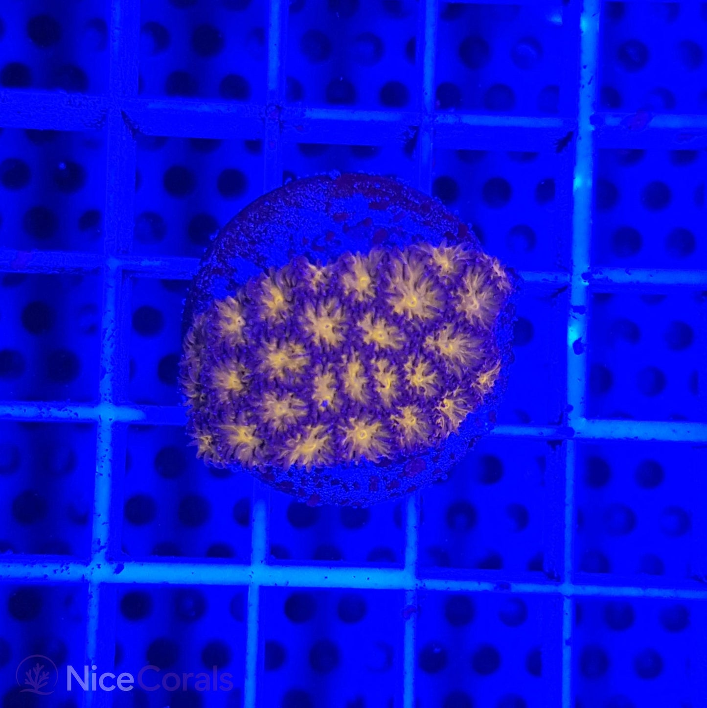 Leptastrea