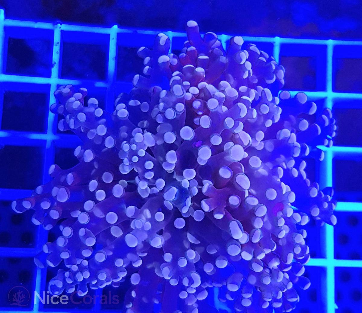 Euphyllia paradivisa