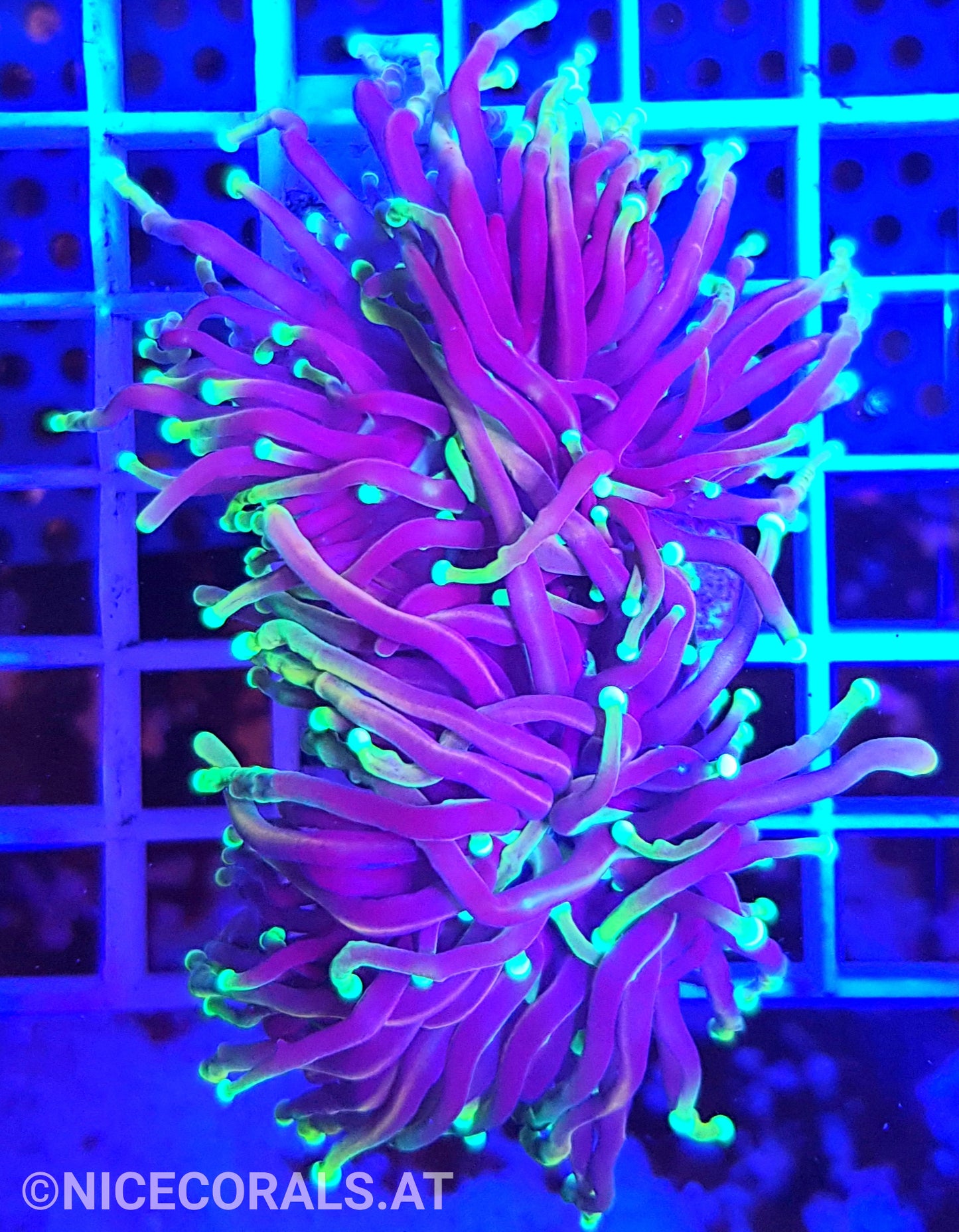 Euphyllia Indo Torch