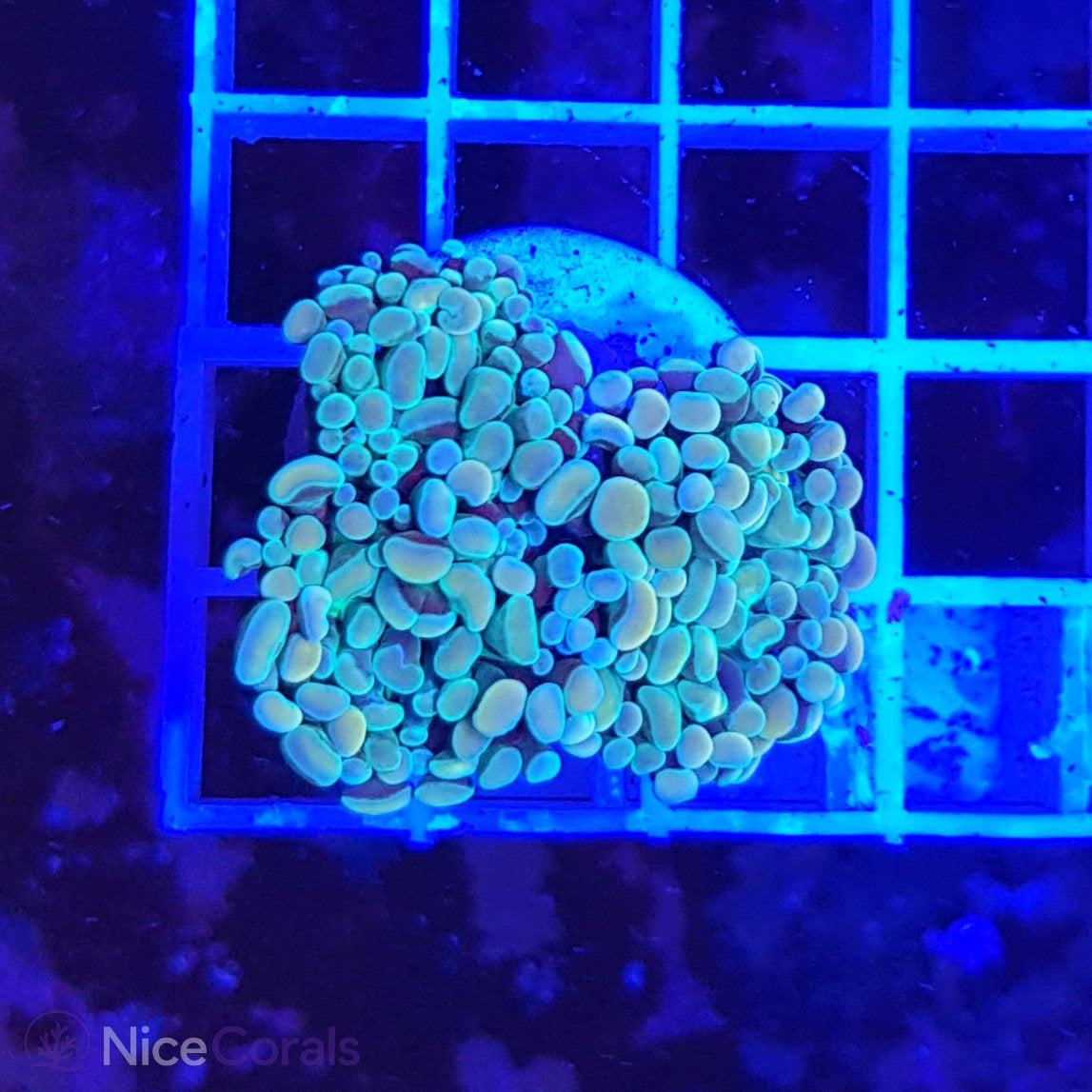 Euphyllia Paraancora