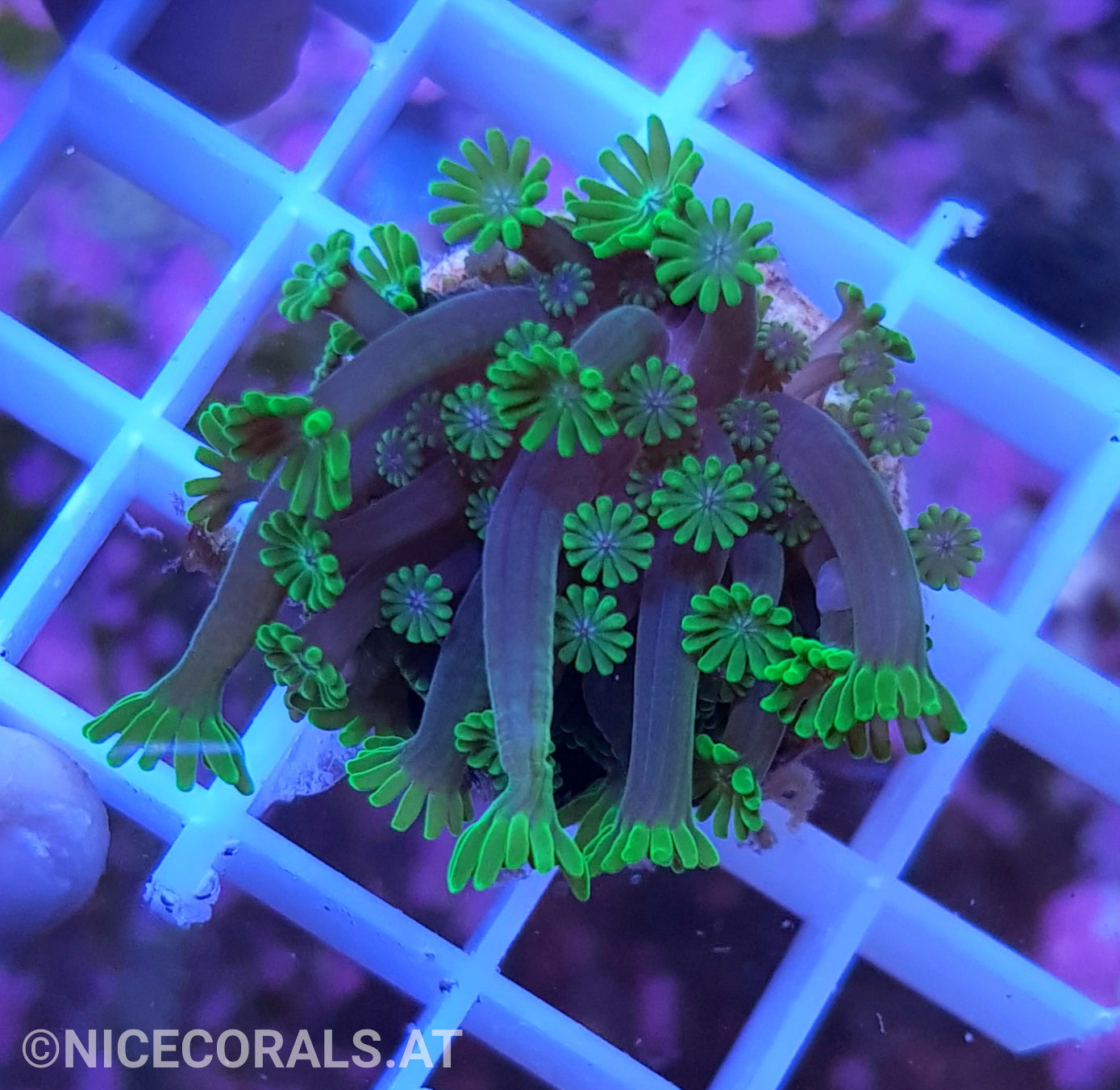 Alveopora eine von vielen