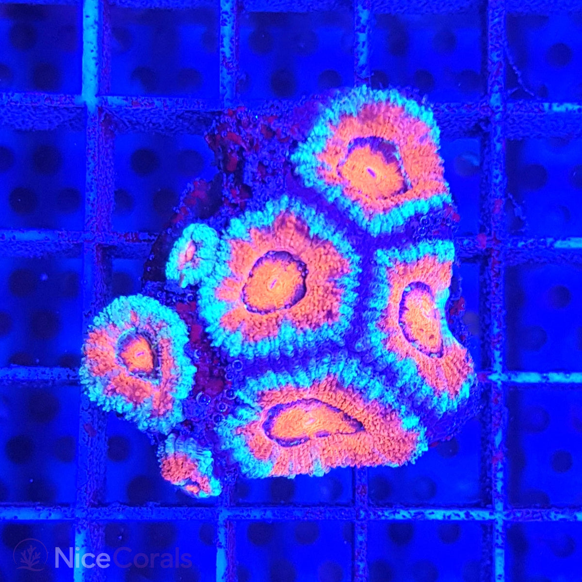 Acanthastrea