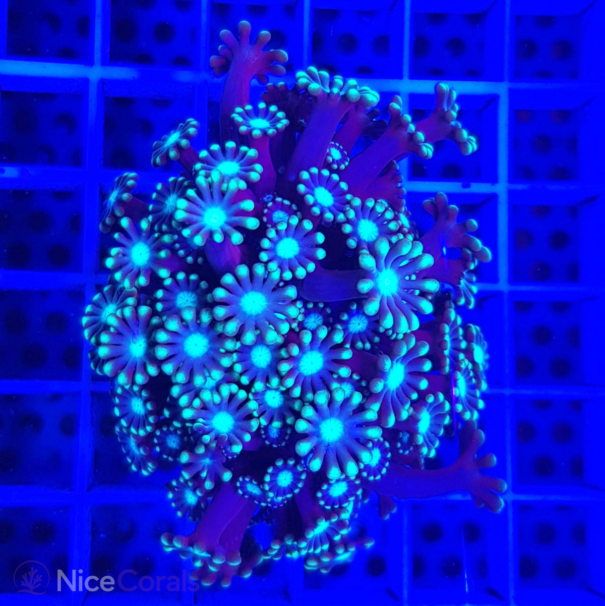 Alveopora