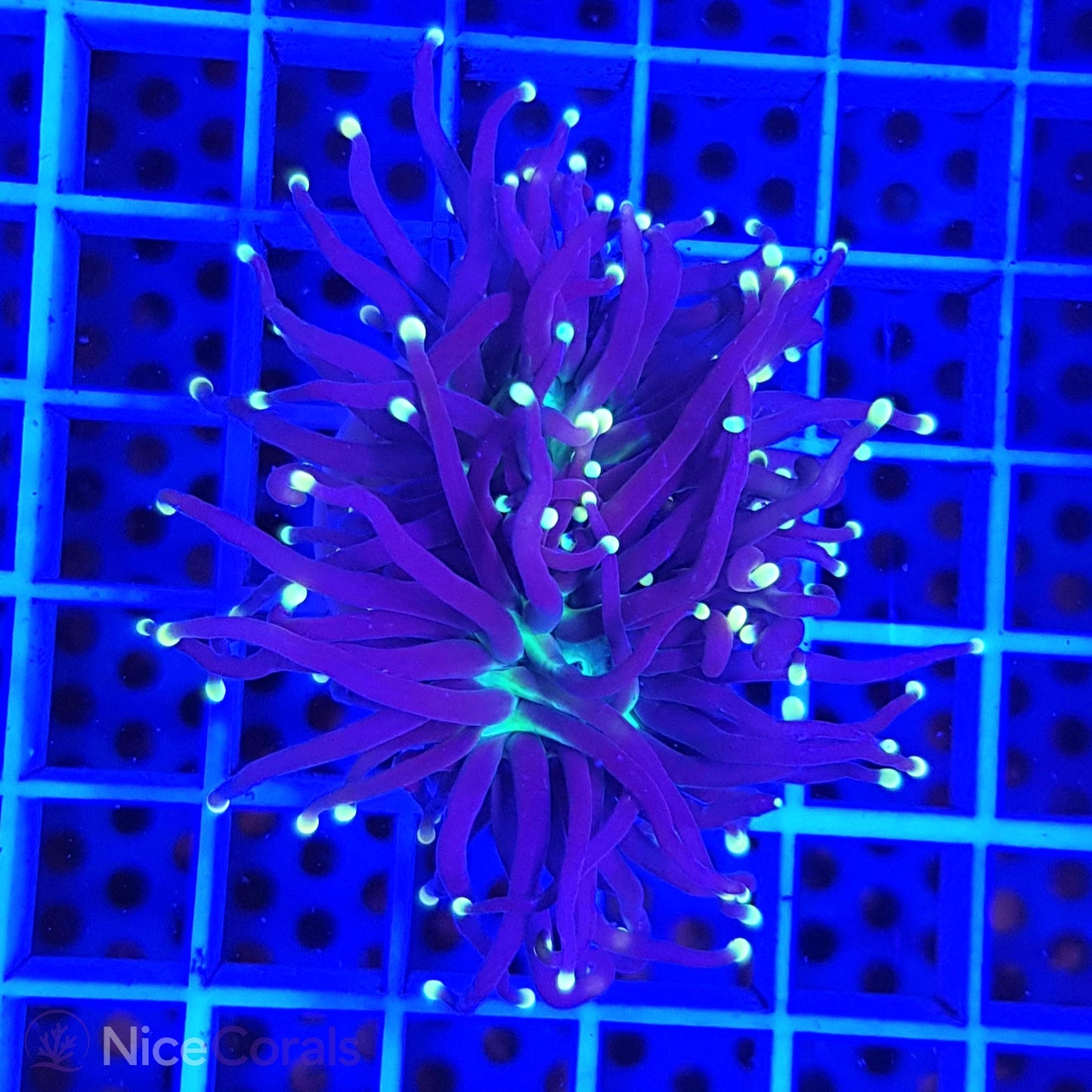 Euphyllia Black Torch