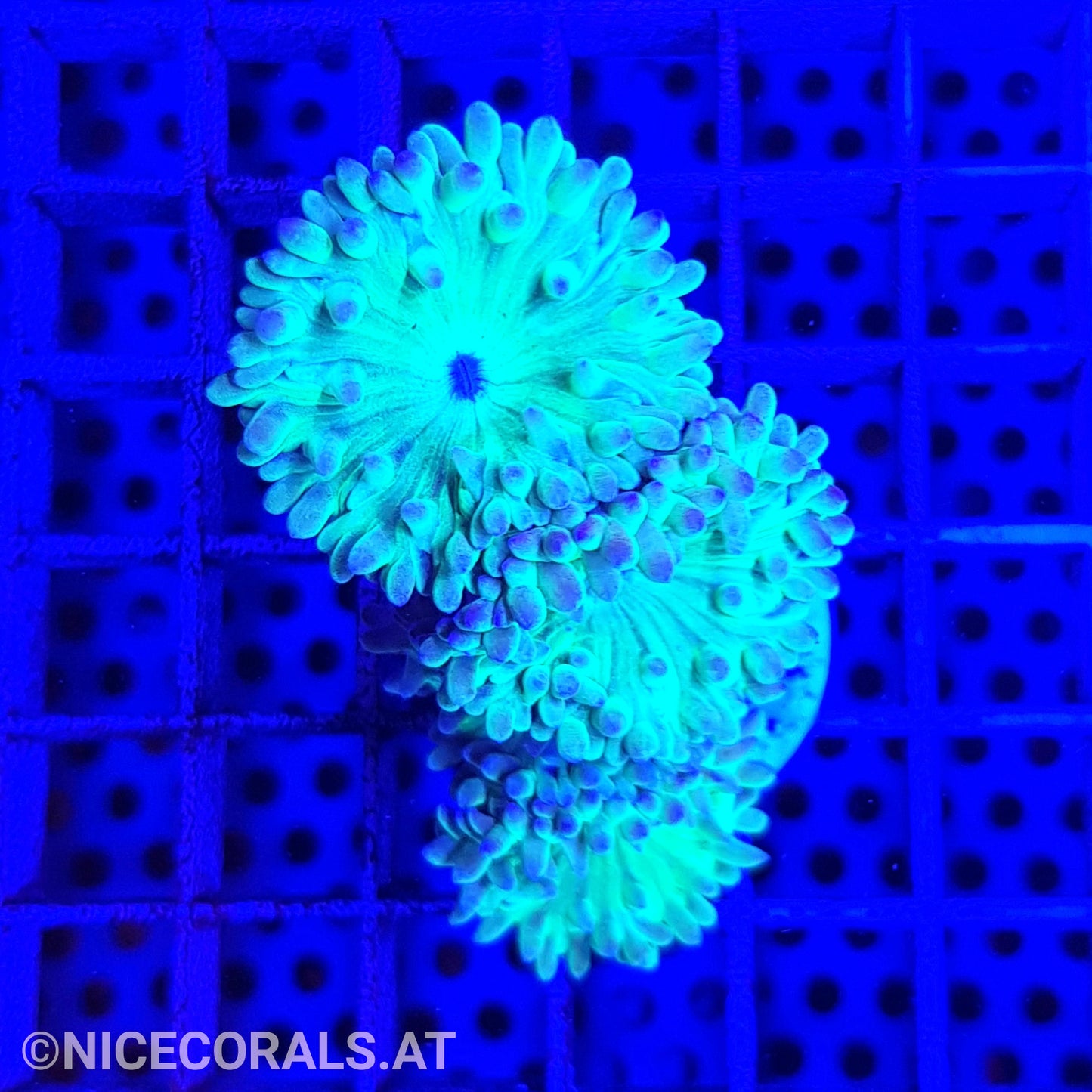 Duncanopsammia