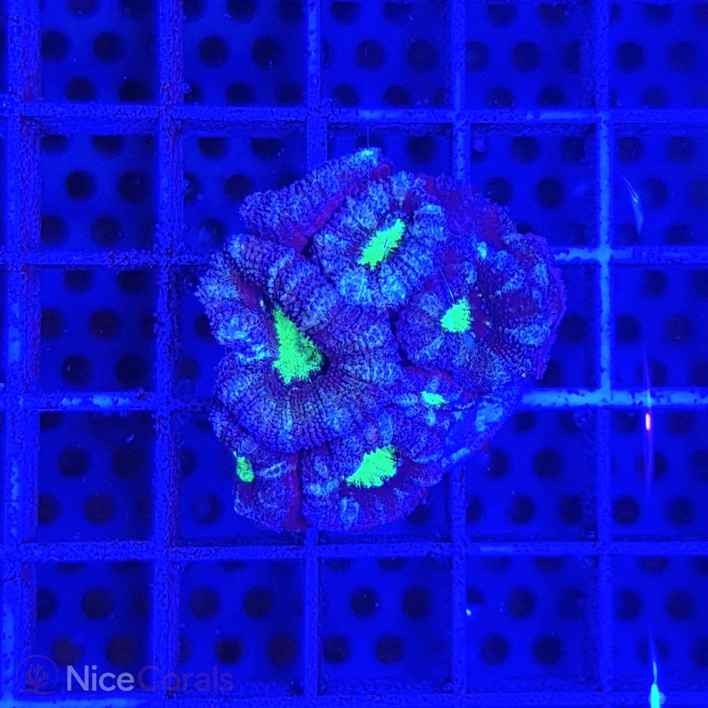 Acanthastrea