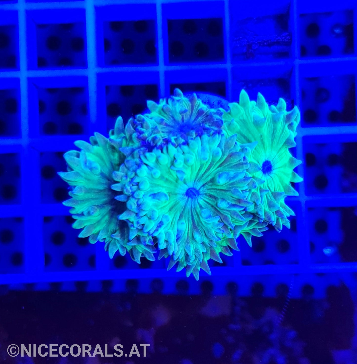 Duncanopsammia