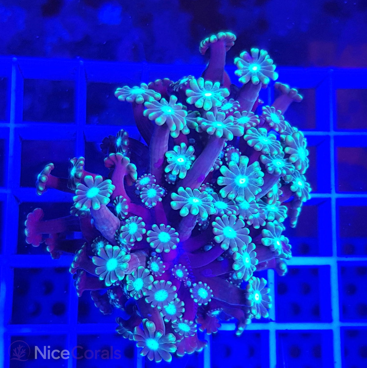 Alveopora